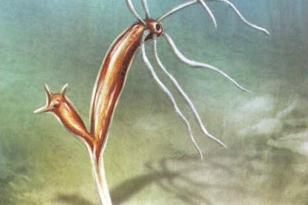 Kraken маркетплейс kr2web in